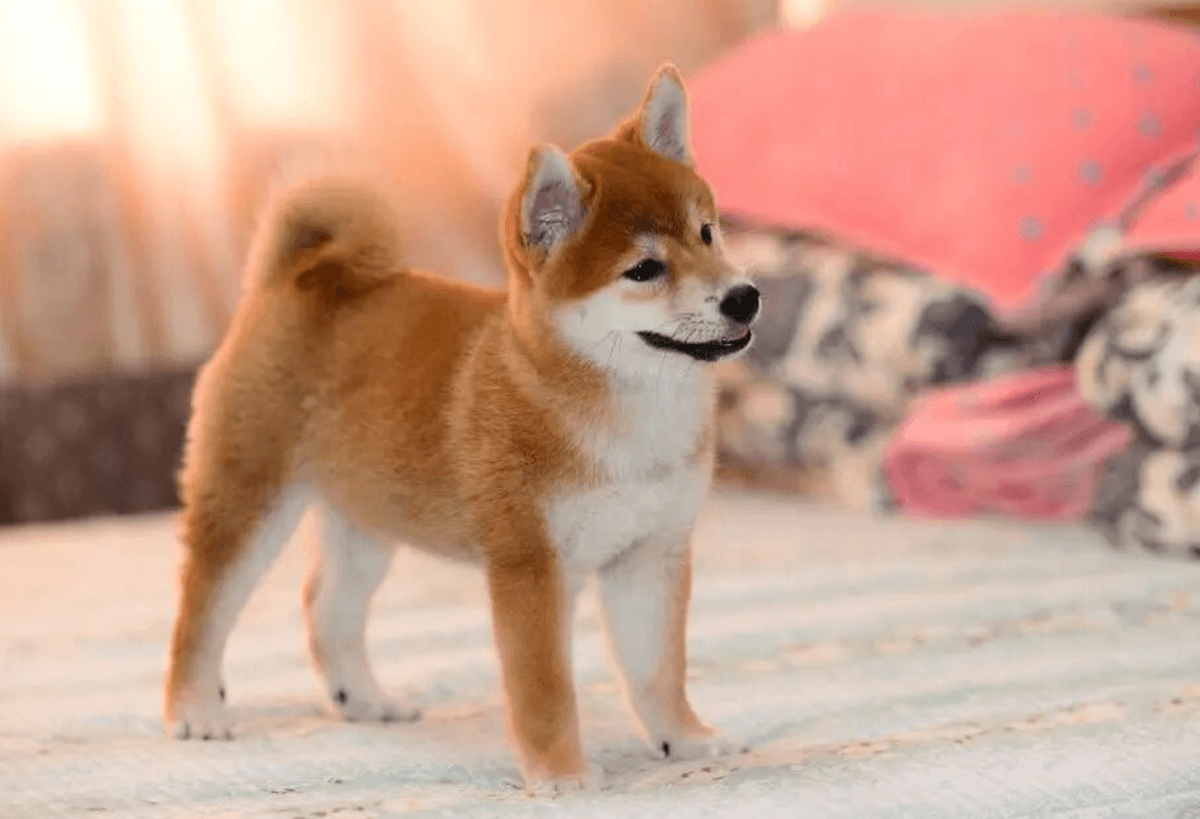 5 Dog Breeds Perfect for Lazy Owners!