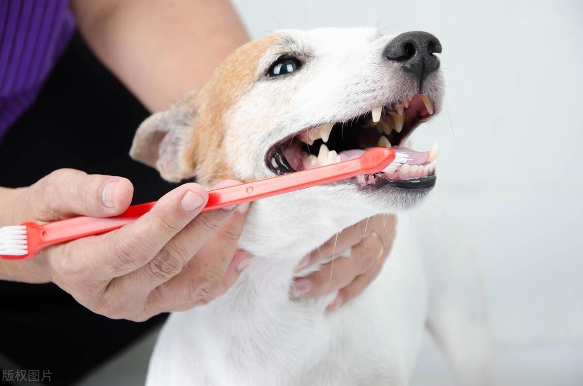 Are cats and dogs just not brushing their teeth for bad breath? Daily oral care starts with these steps